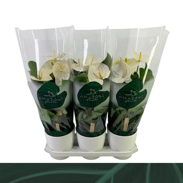 Anthurium (Andreanum Grp) Samora