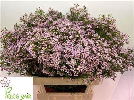 <h4>Chame Un Jupiter Sol</h4>