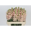 Matthiola Iron Apricot