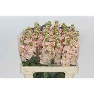 Matthiola Iron Apricot