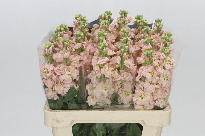<h4>Matthiola Iron Apricot</h4>