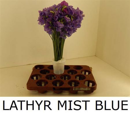 <h4>Lathyr Misty Blue</h4>