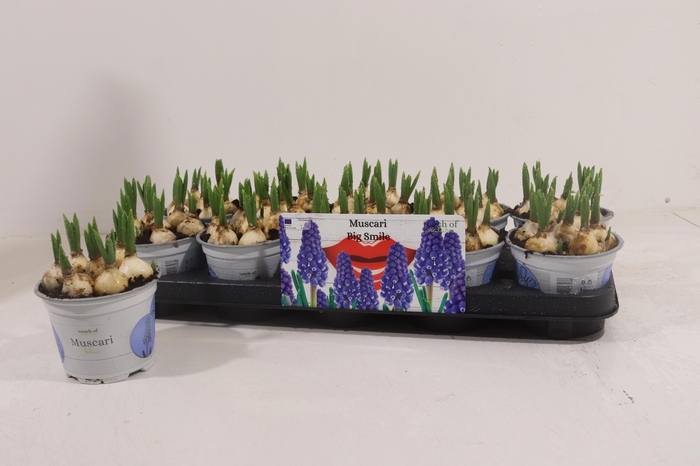 <h4>MUSCAR BIG SMILE</h4>