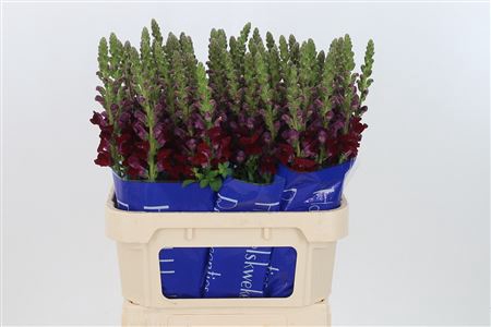 <h4>Antir Antibes Red</h4>