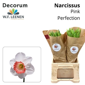 Narcissus Pink Perfection 566