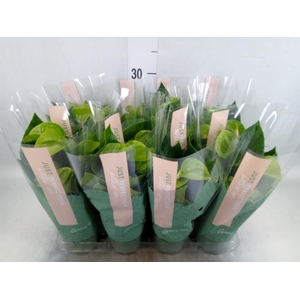 Anthurium andr. 'Smaragd'