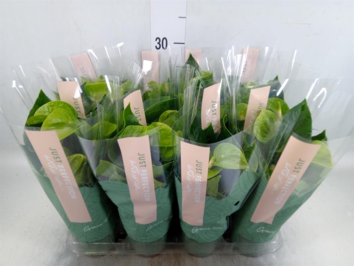 <h4>Anthurium andr. 'Smaragd'</h4>