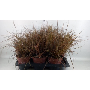 Uncinia rubra 'Everflame'