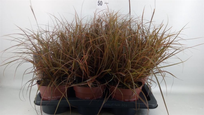 <h4>Uncinia rubra 'Everflame'</h4>