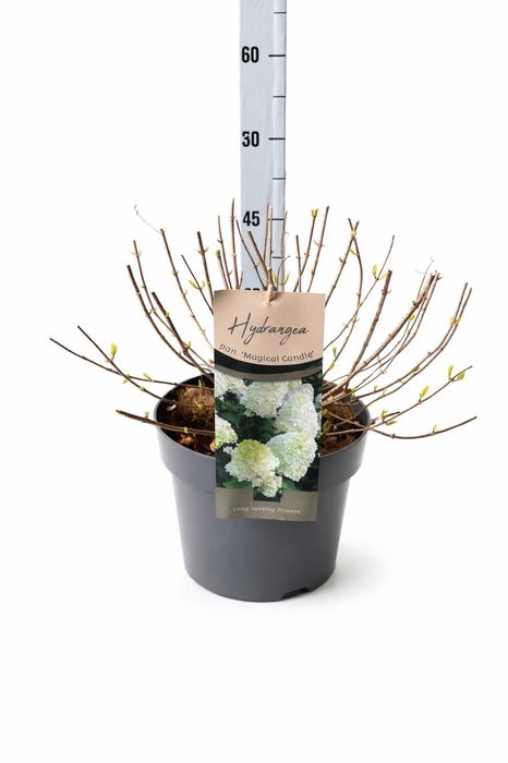 <h4>HYDR PA MAG CANDLE</h4>