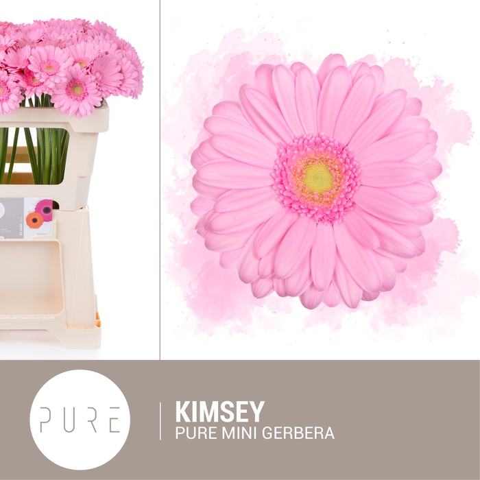 <h4>GE MI KIMSEY</h4>