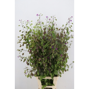 LUNARIA ANN PAARSE P