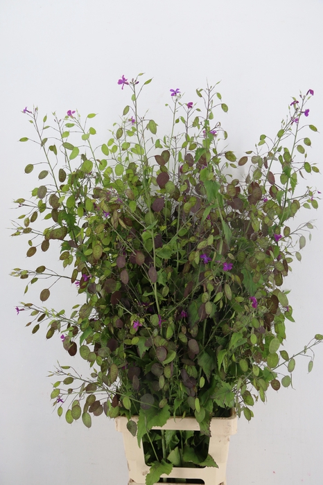 <h4>LUNARIA ANN PAARSE P</h4>