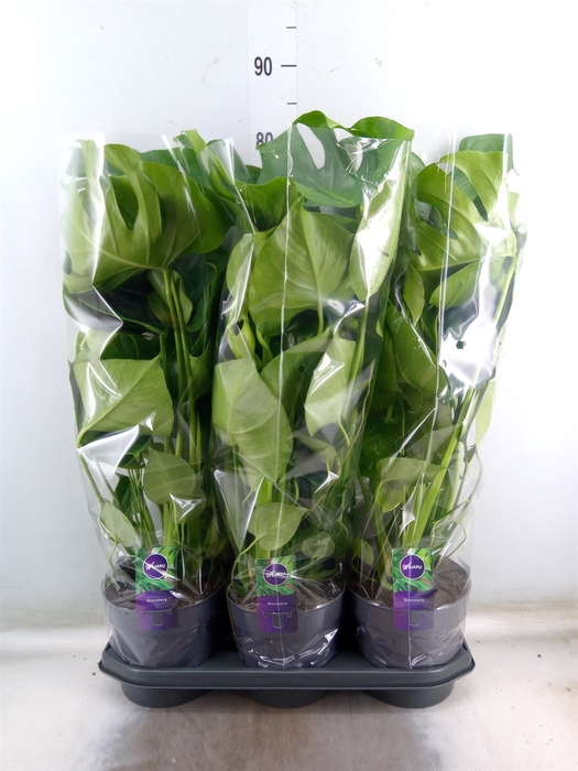 <h4>Monstera delic.</h4>