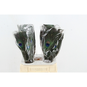 Feather Peacock 45cm