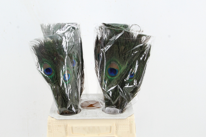 <h4>Feather Peacock 45cm</h4>