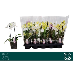 PHAL MF GEM 3 KL