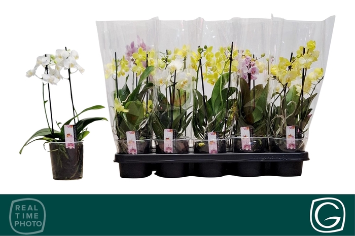 <h4>PHAL MF GEM 3 KL</h4>