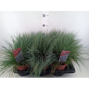 Festuca glauca 'Intens Blue'