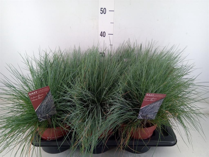 <h4>Festuca glauca 'Intens Blue'</h4>