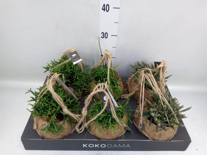 <h4>Rhipsalis   ...mix</h4>