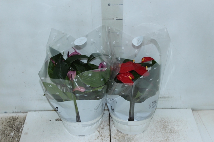 <h4>ANTHURIUM VARIADO ESPECIAL P17 BAIXO</h4>