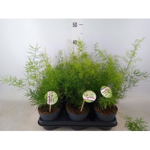 Asparagus dens. 'Sprengeri'