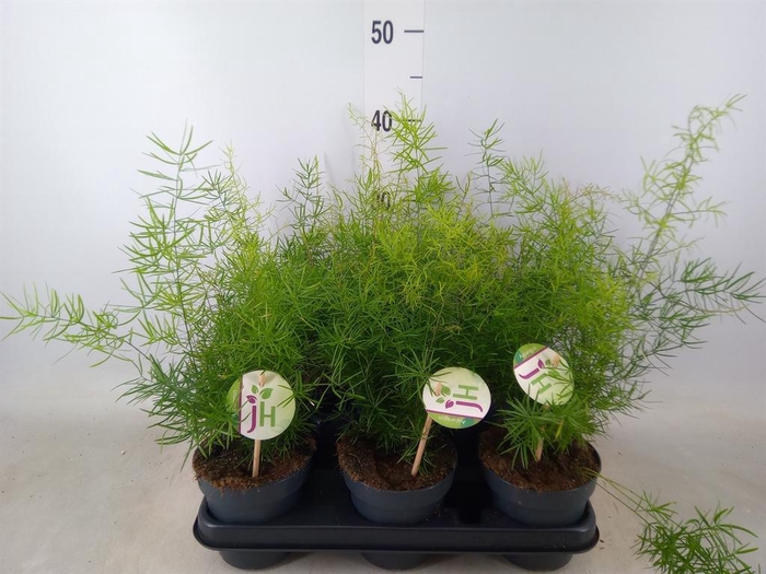 <h4>Asparagus dens. 'Sprengeri'</h4>