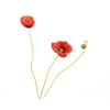 Papaver Orange