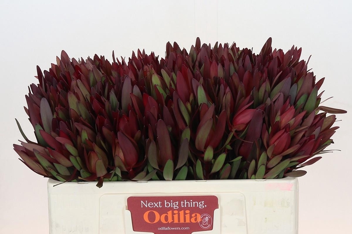 <h4>LEUCAD SAF SUNSET</h4>