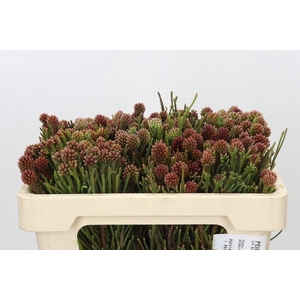 Kaaps Groen Brunia Fragarioides (Clusterstar)