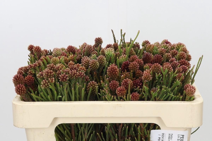 <h4>Kaaps Groen Brunia Fragarioides (Clusterstar)</h4>