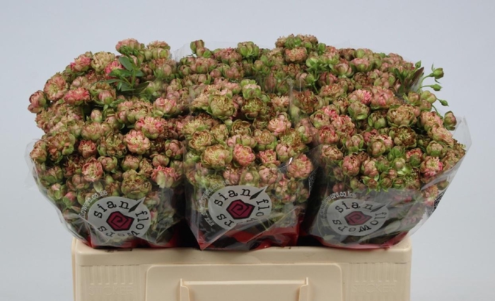 <h4>R TR WILD RADISH</h4>