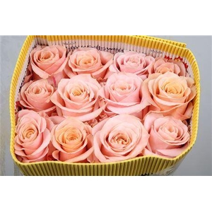 Rosa GR 'Shimmer'