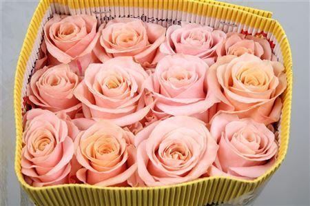 <h4>Rosa GR 'Shimmer'</h4>