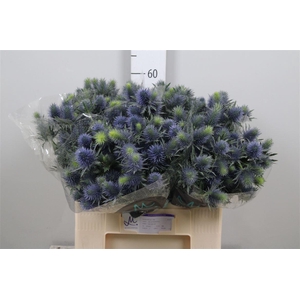 Eryn Supernova Qstar