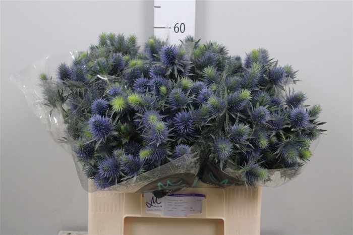 <h4>Eryn Supernova Qstar</h4>