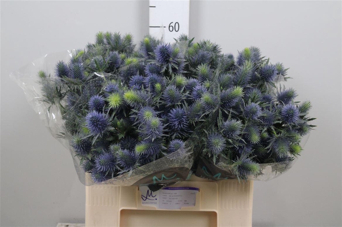 <h4>Eryn Supernova Qstar</h4>