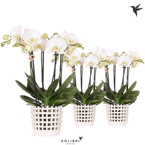 Kolibri Orchids Phalaenopsis Jewel Ghent 4 spike in Mesh pot white