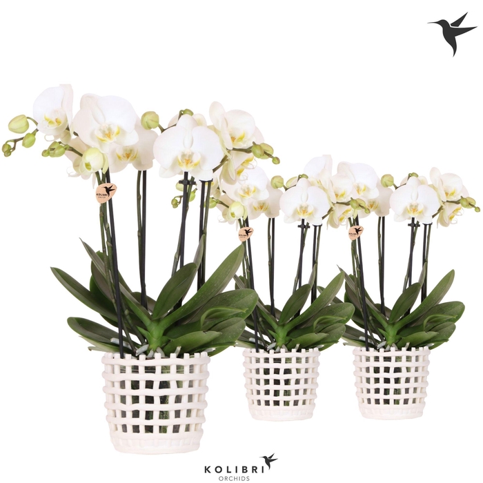 <h4>Kolibri Orchids Phalaenopsis Jewel Ghent 4 spike in Mesh pot white</h4>