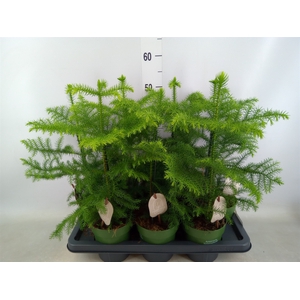 Araucaria heterophylla