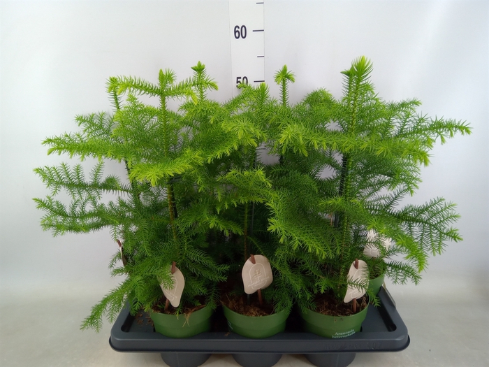 <h4>Araucaria heterophylla</h4>