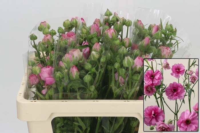 <h4>RAN N MODERNA DOLCE</h4>