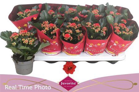 <h4>Kal Ge Perfecta Red</h4>