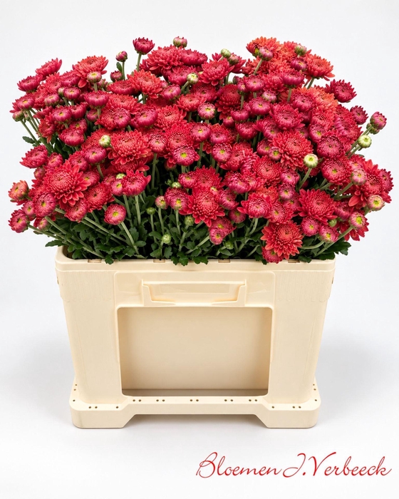 <h4>CHR TR BLENDA RED CHR T BLENDA RED</h4>