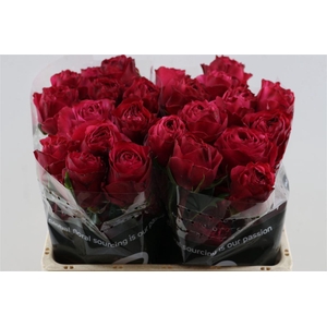 R Gr Cherry Carpe Diem+