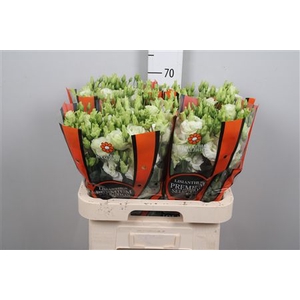 Eus G Alissa L Green