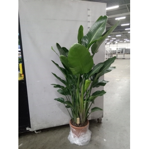 Strelitzia nicolai