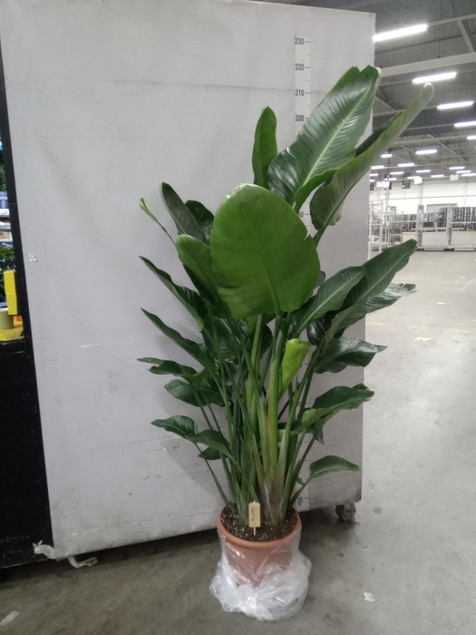 <h4>Strelitzia nicolai</h4>