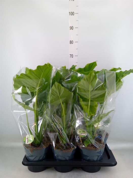 <h4>Alocasia gageana</h4>